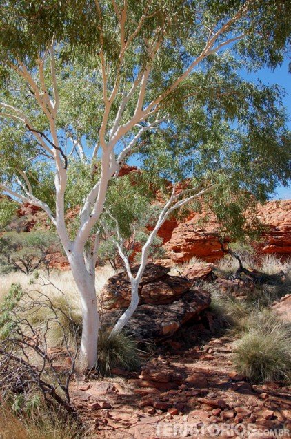 The aborigines used the powder of this tree as sunscreen and antiseptic