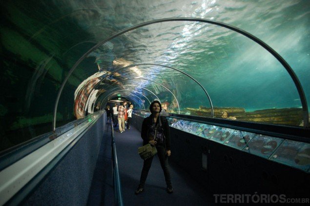 Shark tunnel
