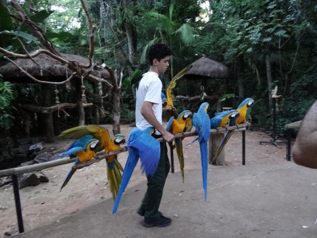 Blue-and-yellow Macaws