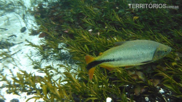 Fish stay near the vegetation