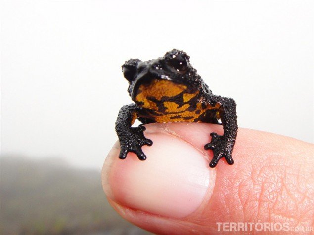 Oreophrynella Quelchii endemic frog