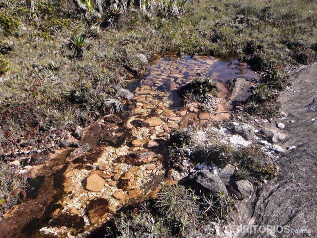 Alligator-shaped puddle