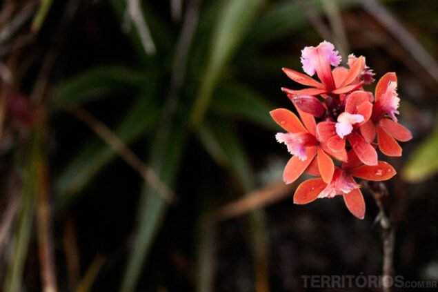 Epidendrum secundum, a mini orchid