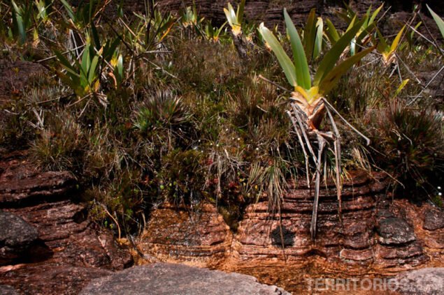 Running water and stegolepis guianenses, the main plant