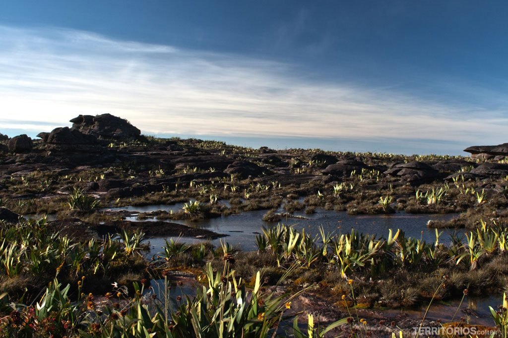 Garden on the summit of Monte Roraima